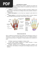 Anatomía de La Mano