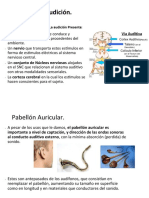 Fisiología de La Audición.