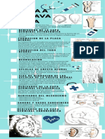 Infografia Tercera A Octava