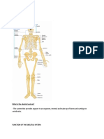 SKELETAL SYSTEM-WPS Office