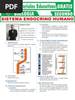 Partes Del Sistema Endocrino para Segundo Grado de Secundaria