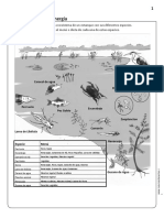 Evaluacion de Cadenas Troficas Ciencias Naturales