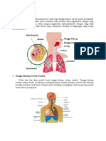 Mekanisme Sistem Respirasi