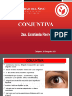 Conjuntiva