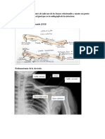 Anatomia RD Dibujos