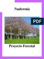 Paulownia