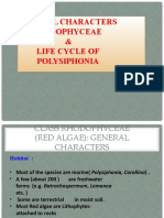 General Characters of Rhodophyceae & Life Cycle of Polysiphonia