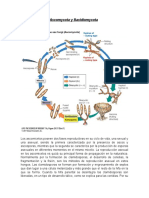 Ciclos de Vida de Ascomycota y Basidiomycota Israel Garcia Rojas