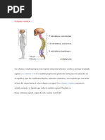 Escrito de La Columna Vertebral y Sus Enfermedades