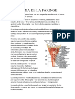 Anatomia de La Faringe