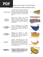 Los Organelos Celulares y Sus Funciones