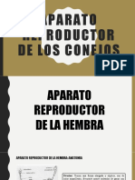 Aparato Reproductor de Los Conejos