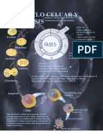 Ciclo Celuar y Apoptosis