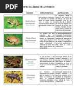 Especialidad de Anfibios - Deníss CH