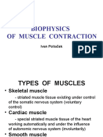 Biophysics of Muscle Contraction