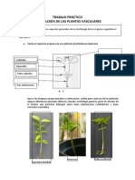 TP Exomorfología de Las Plantas Vasculares