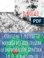 El Nucleo 