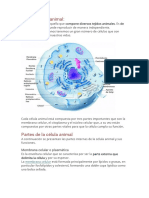 Célula Animal Y Cel Vegetal
