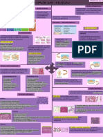 Infografia Tejido Epitelial y Conectivo PDF