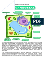 Celula Vegetal, Partes, Funciones, Diferencias y Semejanzas Entre Celula Animal y Vegetal.