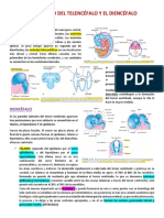 Desarrollo Del Telencéfalo y El Diencéfalo