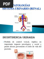 Patologias Sitema Urinario