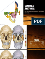 Semana 3 Anatomia