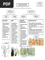 Clasificacion de Las Plantas