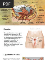 Aparato Reproductor Femenino