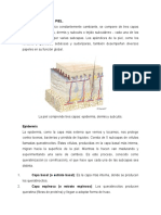 Estructura de La Piel