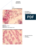 Laminas Unidad 1 Histologia URP