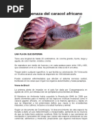 La Amenaza Del Caracol Africano