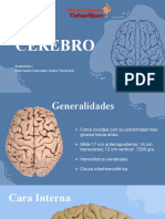 Cerebro