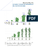 Estudio de Las Fases y Etapas de Desarrollo Del Cultivo de Haba