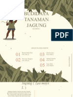 Teknik Budidaya Tanaman Jagung