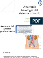 Anatomía y Fisiología (Urología)