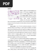 Bacillus: Bacillus Includes Both Free-Living and Pathogenic