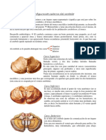 Configuración Externa Del Cerebelo