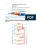 TAREA 5. La Circulación