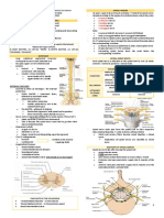 Spinal Cord and Its Lesions - Dr. Mattheus (2023)