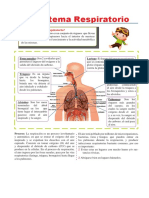 10 09 21partes Del Sistema Respiratorio