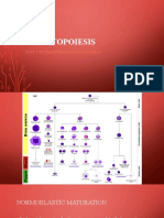 Hematopoiesis: Part 2: Erythropoiesis and Leukopoiesis