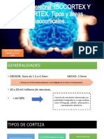 Corteza Cerebral