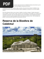 Calakmul Es Un Espectacular Escenario Natural de Más de 1