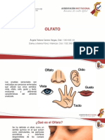 Olfato Diapositivas