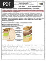 Guia La Madera Octavo Grado Iii Periodo Septiembre 20 2021