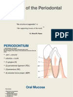 THE PERIODONTIUM Copy 1