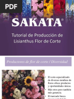 Tutorial de Produccion de Lisianthus Flor de Corte SAKATA 0818