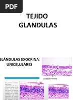 Laminario de Tejido Glandular