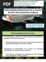 Enfermedades Bacteriana de La Trucha Arcoíris JD